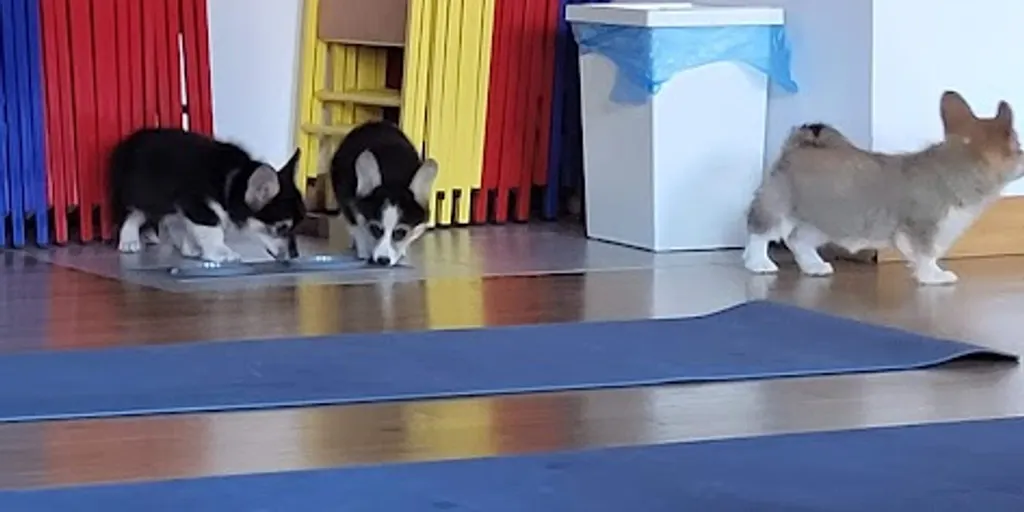 Yoga i Pilates Szkoła Zofii Netter 5